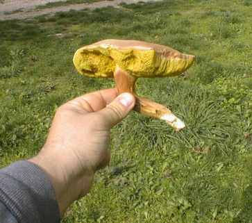 ESEMPLARE DI BOLETUS VERSICOLOR