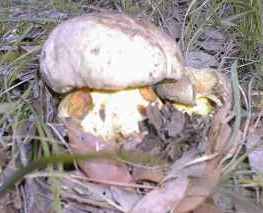 ESEMPLARE DI BOLETUS SATANAS